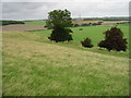 View towards Newbarn from side of Tolsford Hill