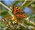 Tortoiseshell Butterfly on Yellow Buddleia