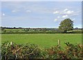 Meadow near Tyddynfari, Trelech