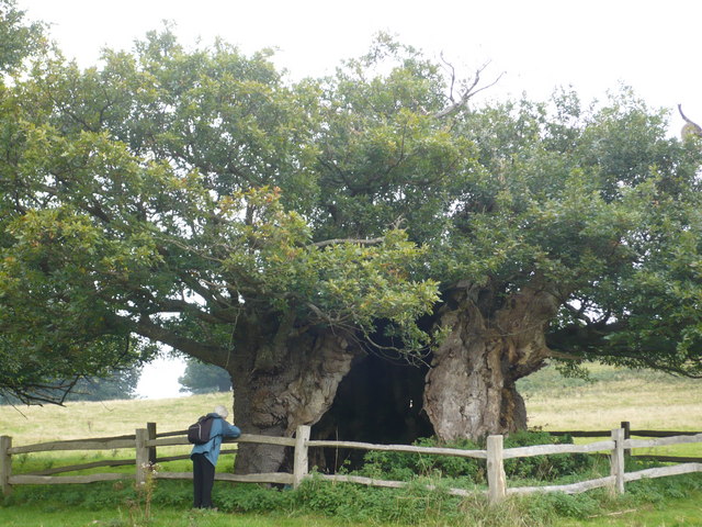 Queen Elizabeth oak, Cowdray Park, near Lodsworth