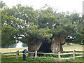 SU9122 : Queen Elizabeth oak, Cowdray Park, near Lodsworth by pam fray