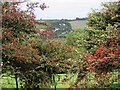 Etchinghill seen through the berry laden hawthorn bushes