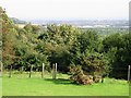 Trees on the top of the escarpment overlooking Folkestone