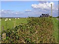 Sheep, bales, bramble hedge: Caerlesi Common, Trelech