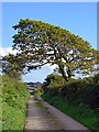 Lane near Penwaun, East Cilrhedyn