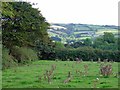 Rough pasture near Cefngwndwn, East Cilrhedyn