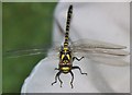 NH0680 : Golden-ringed Dragonfly by Alan Murray Walsh