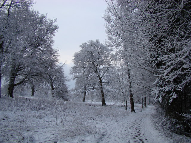 Snow laden trees © Dannie Calder :: Geograph Britain and Ireland