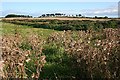 Thistles and Whins