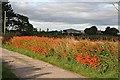 Montbretia (Crocosmia x crocosmiiflora)