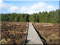 Boardwalk at Langlands Nature Reserve