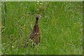 Pheasant near Ranger