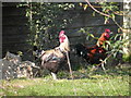 Poultry on Council Farm