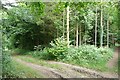 SU2031 : Tracks in Pitton Copse by Graham Horn