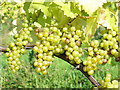 Grapes at Denbies