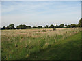 Woolwich Common, east side