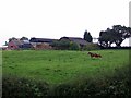 Hedgerow and horses at Drury Farm