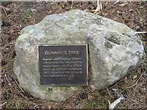 NN5655 : Gunnar's Tree, Blackwood of Rannoch by Willie Milne