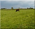 Rye Field