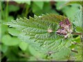 Leaf galls on nettle