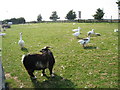 Animals at Iwade Farm Shop, Iwade, Kent