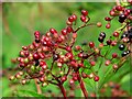 Elderberries, Corrog Wood