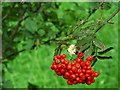 Rowan berries, Corrog Wood