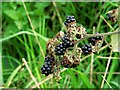 Blackberries, Corrog Wood