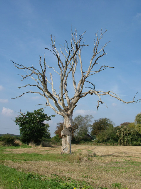 Dead tree, Knodishall Green