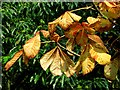 Horse-chestnut, Ward Park