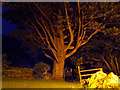 Spooky Tree at Buttermere Youth Hostel