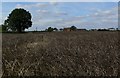 Old Hill Farm across the fields