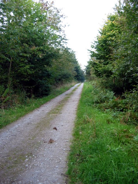Bridleway in Taylor's Wood