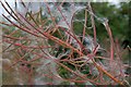 Rosebay Willowherb