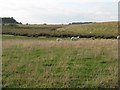NT6344 : Sheep at Greenknowe by M J Richardson