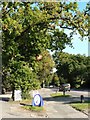 Bearwood: post office oak tree