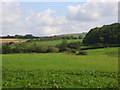 Pastures, West Knoyle