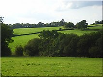 ST8431 : Pastures, West Knoyle by Andrew Smith