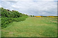 Flowering bushes at edge of golf course in May