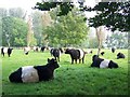 SU0725 : Belted Galloway Cattle, Bishopstone by Maigheach-gheal