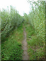 The Public Footpath to Goxhill