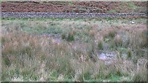 NT1762 : Bog at the head of Green Cleugh by Richard Webb