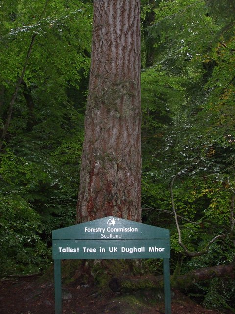 tallest-tree-in-the-uk-dughall-mhor-ronnie-leask-geograph