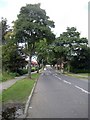 Tree lined road