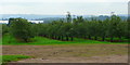 Orchards near Glewstone