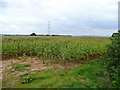 Maize crop near Hendre