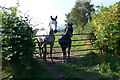 Horses, Cefn Coch