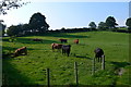 Cattle, Llanrhaeadr ym Mochnant