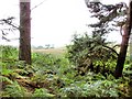 Manley - view at the edge of the Delamere Forest