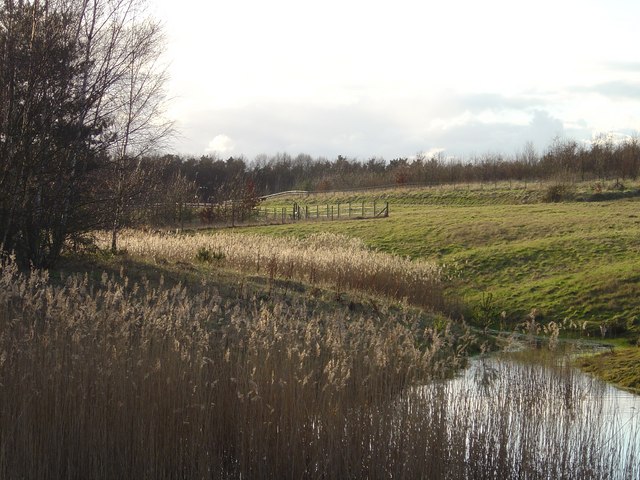 Developing reedbed at Bevercotes Country Park